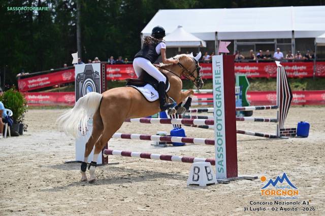 Gelding Highland  For sale 2015 Palomino