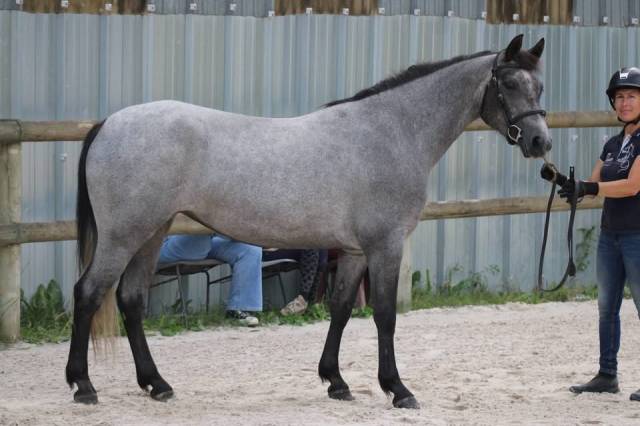 Mare Connemara For sale 2023 Roan