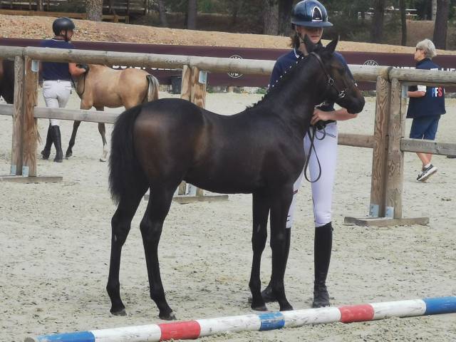 Colt French Saddle Pony For sale 2026 Dark Bay