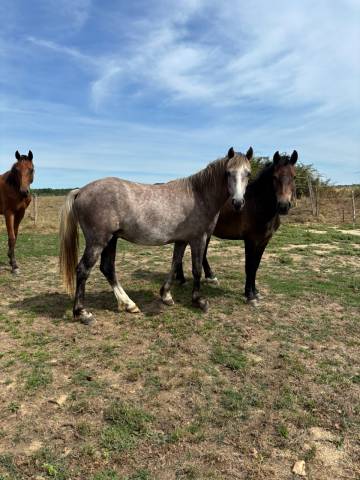 Gelding New Forest For sale 2024 Chesnut