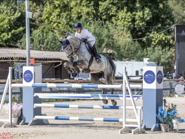 Gelding Selle Fran&ccedil;ais For sale 2019 Grey