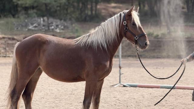 Mare Origin Recorded For sale 2024 Silver dapple