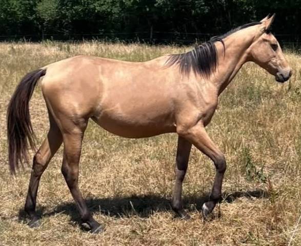Filly Selle Fran&ccedil;ais For sale 2025 Buckskin