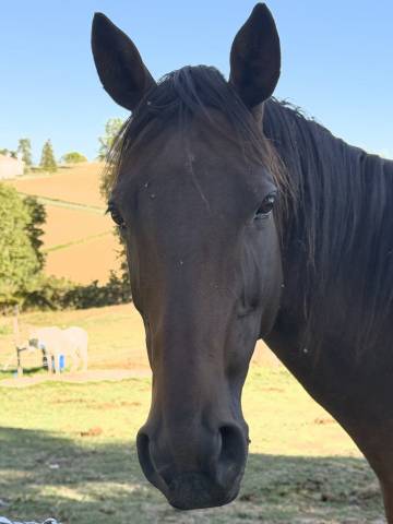 Mare AQPS For sale 2016 Bay