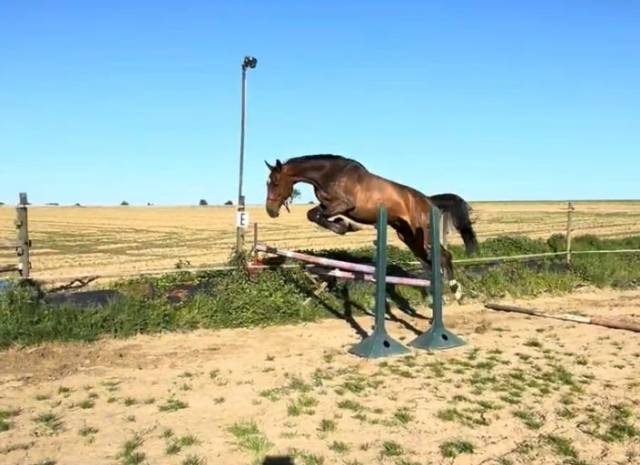 Gelding Zangersheide For sale 2018 Bay