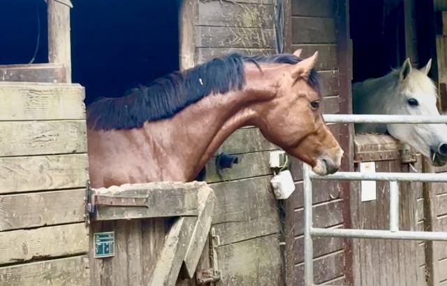 Entire French Saddle Pony For sale 2023 Bay