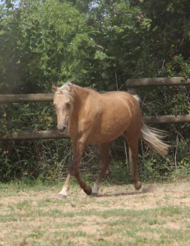 Mare Welsh Pony (Section B) For sale 2020 Palomino