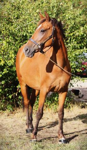Mare Origin Recorded For sale 2021 Bay