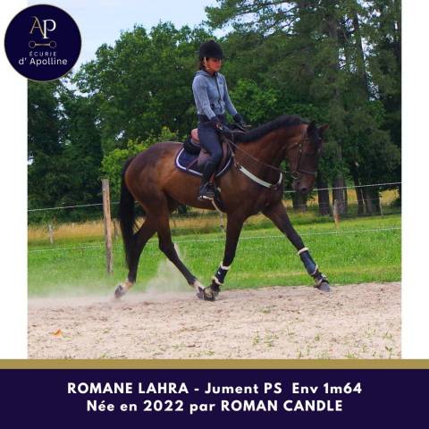 Mare Thoroughbred For sale 2022 Bay