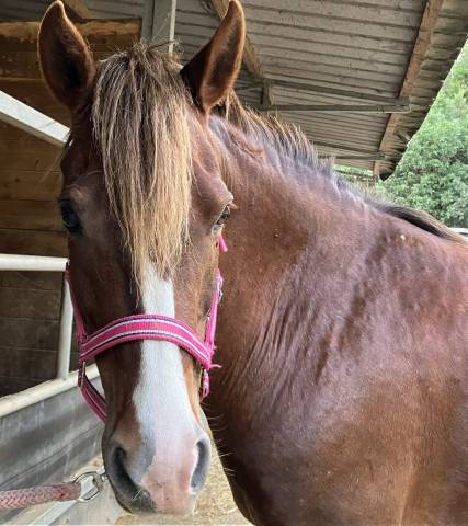 Broodmare No Origin Recorded For sale 2016 Chesnut