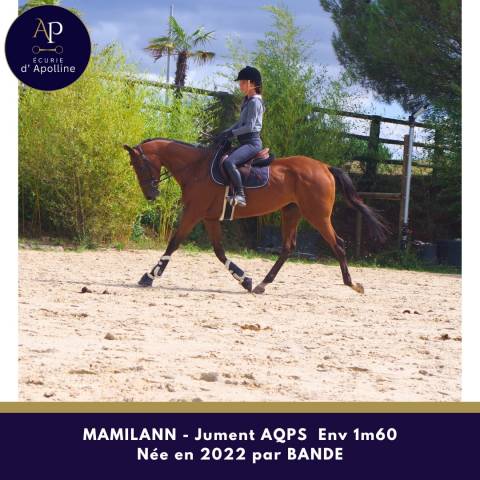 Mare AQPS For sale 2022 Bay