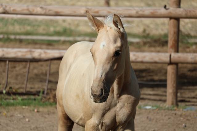 Colt Zangersheide For sale 2026 Palomino