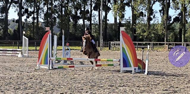 Gelding Welsh Pony (Section B) For sale 2012 Chesnut