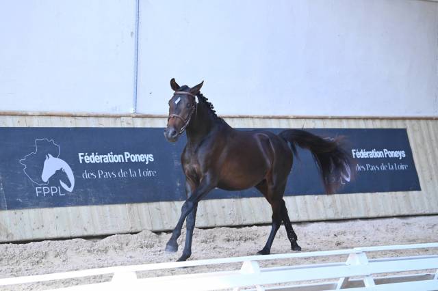 Entire French Saddle Pony For sale 2024 Bay