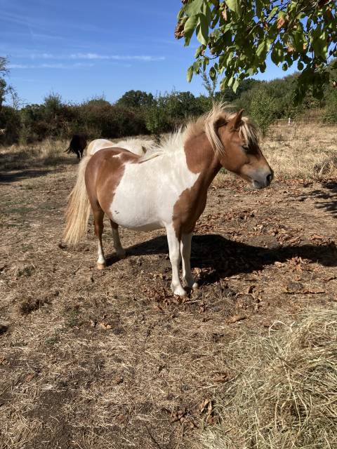Gelding Origin Recorded For sale 2025 Coloured