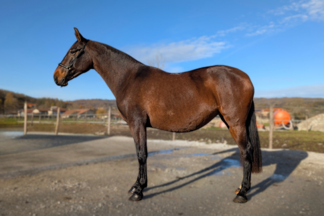 Mare PRE Pure Spanish Bred For sale 2021 Bay