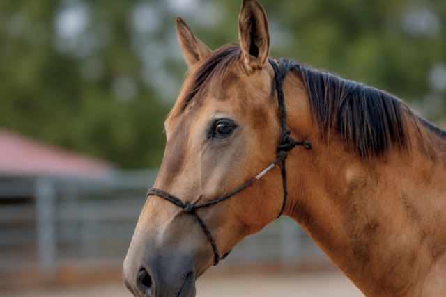 Stallion PRE Pure Spanish Bred For sale 2025 Buckskin