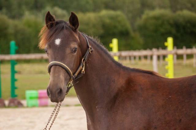 Gelding New Forest For sale 2025 Buckskin