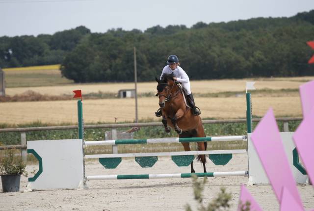 Gelding French Saddle Pony For sale 2019 Bay