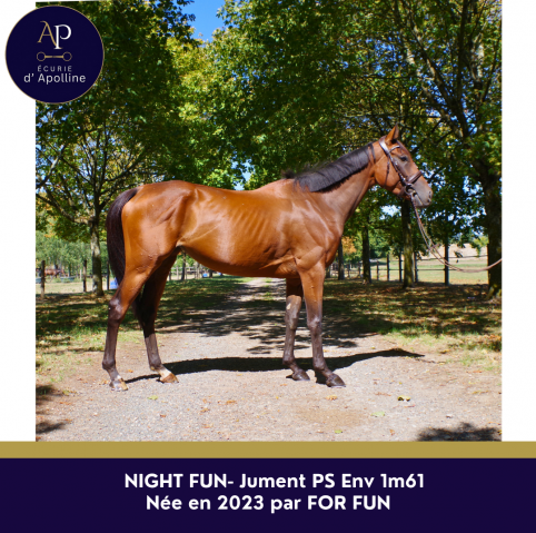 Mare Thoroughbred For sale 2023 Bay