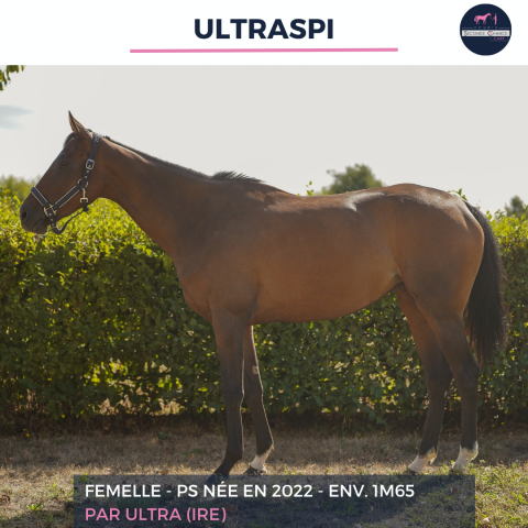Mare Thoroughbred For sale 2022 Bay