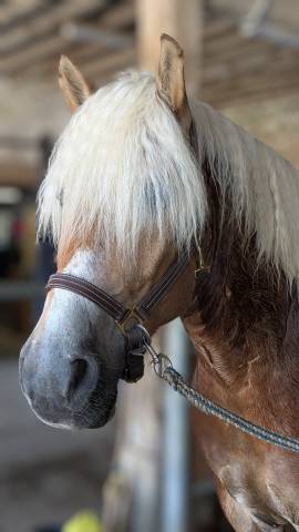Gelding Haflinger For sale 2019 Silver dapple