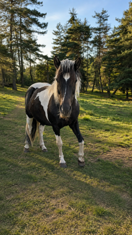 Mare No Origin Recorded For sale 2009 Coloured