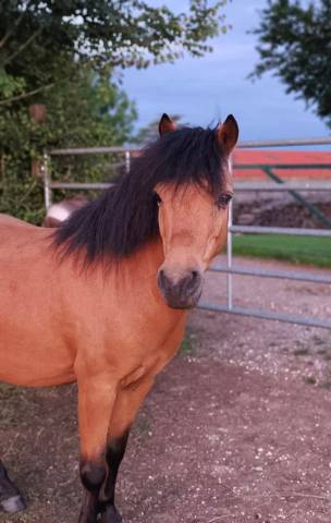 Gelding No Origin Recorded For sale 2018 Buckskin