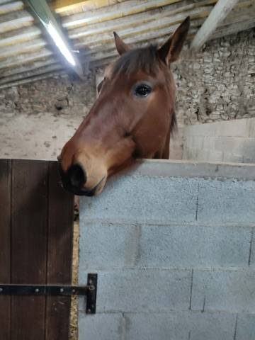 Gelding French Trotter For sale 2016 Bay