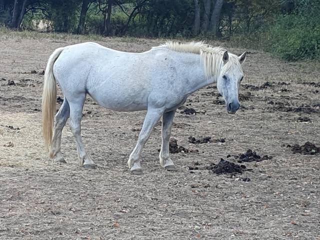 Mare Connemara Free 2003 Grey
