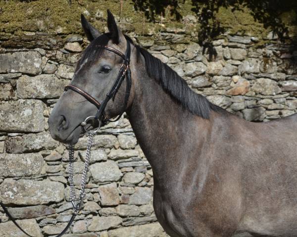 Mare Origin Recorded For sale 2022 Grey