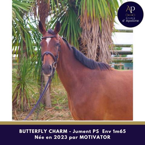 Mare Thoroughbred For sale 2023 Bay