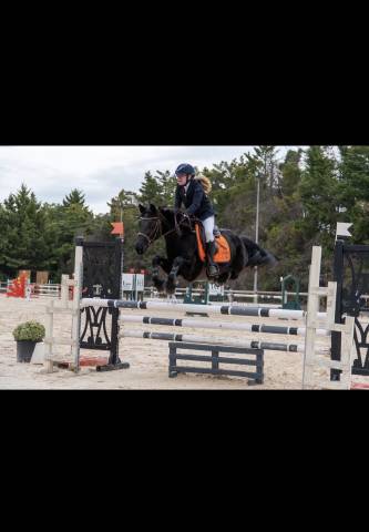 Mare Connemara For sale 2013 Black