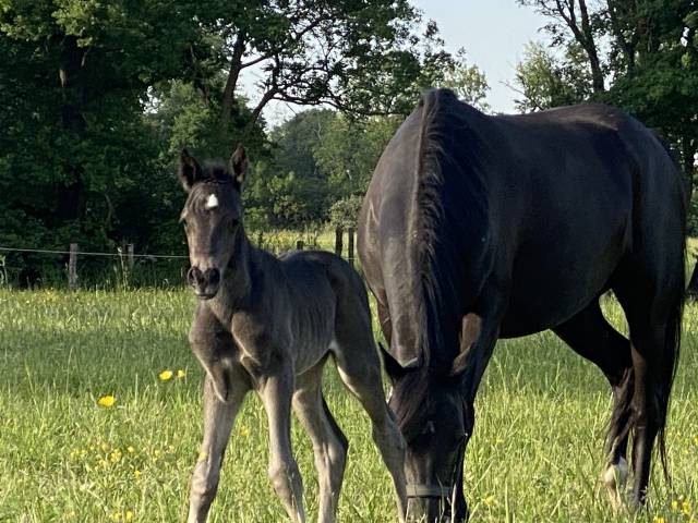 Filly French Saddle Pony For sale 2026 Black