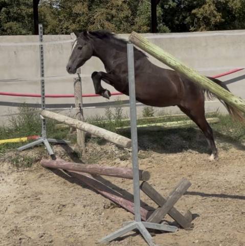 Gelding Welsh Pony (Section B) For sale 2023 Grey