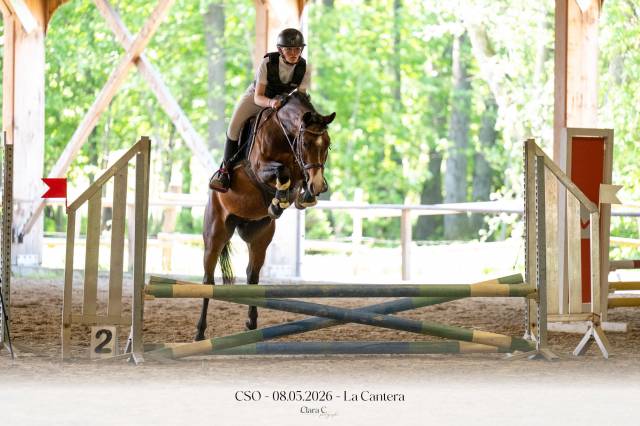 Mare French Saddle Pony For sale 2022 Bay