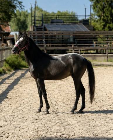 Colt No Origin Recorded For sale 2025 Grey