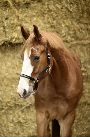 Gelding Selle Fran&ccedil;ais For sale 2022 Chesnut
