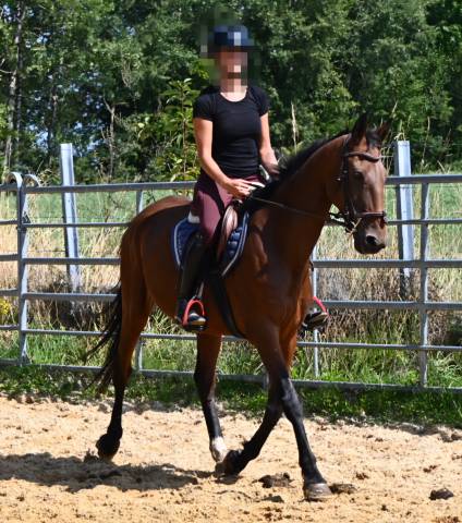Mare French Trotter For sale 2017 Bay