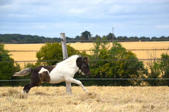 Colt Shetland Pony For sale 2026 Coloured