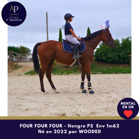 Gelding Thoroughbred For sale 2022 Bay