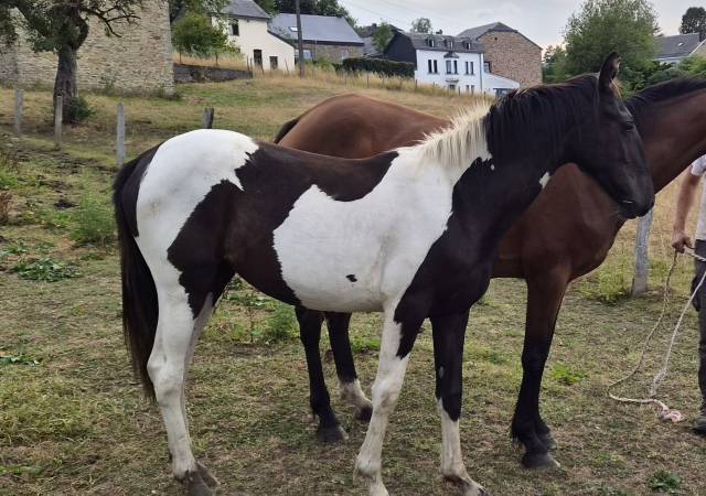 Filly No Origin Recorded For sale 2025 Coloured