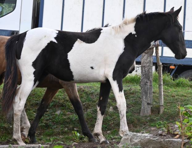 Filly No Origin Recorded For sale 2025 Coloured