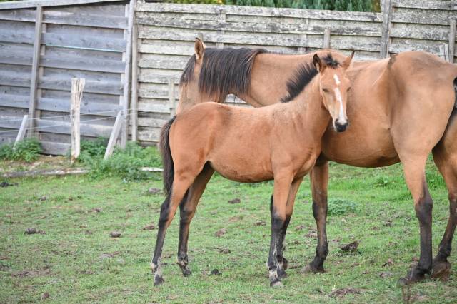 Filly Lusitano For sale 2026 Buckskin
