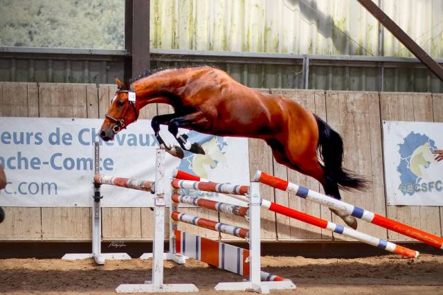 Stallion Welsh Part Bred For sale 2022 Bay