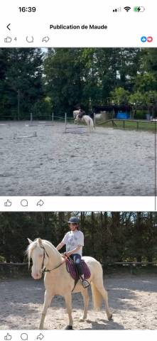 Gelding Spanish Norman  Part-Livery 2019 Cream