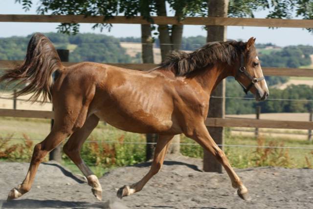 Mare French Saddle Pony For sale 2025 Liver chestnut
