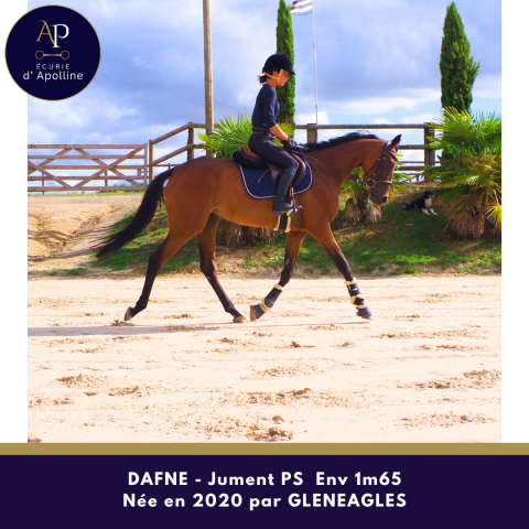 Mare Thoroughbred For sale 2020 Bay