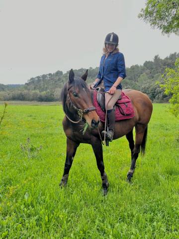 Mare English Thoroughbred For sale 2017 Bay