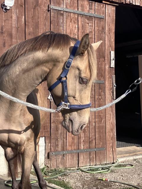 Mare Origin Recorded For sale 2021 Champagne